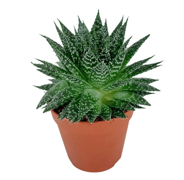 Sukulent Aloe Zambezi roślina do terrarium
