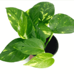 Epipremnum Scindapsus hawaiian roślina do terrariów tropikalnych dla gadów