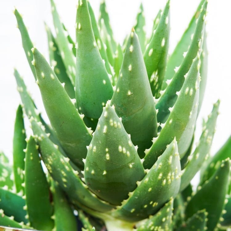 Sukulent Aloe mitriformis roślina do terrarium dla gadów pustynnych