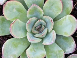 Echeveria roślina do terrarium dla gadów
