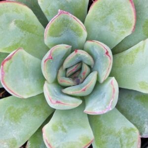 Echeveria roślina do terrarium dla gadów
