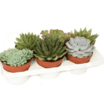 Sukulent Echeveria Pulidonis roślina do terrarium dla gadów pustynnych - obrazek 3