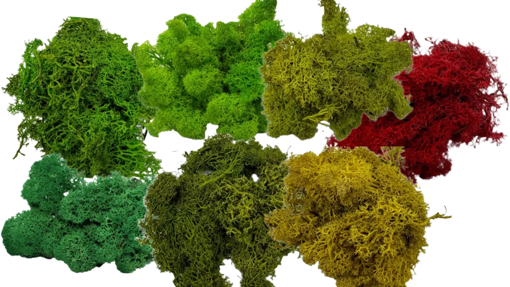 Mech Chrobotek 100g - różne kolory