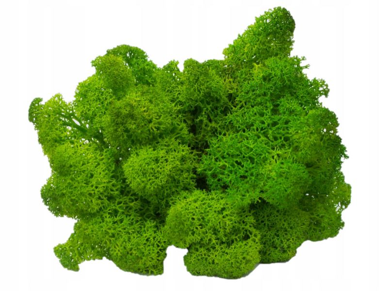 Mech Chrobotek 100g - różne kolory