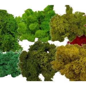 mech chrobotek 100g do terrarium