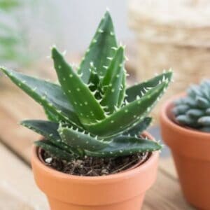 Sukulent Aloe Perfoliata roślina do terrarium dla gadów pustynnych