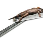 świetlówka t5 UVB Solar raptor dla gadów pustynnych