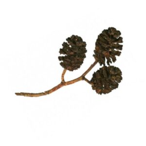 Ulepsz swoją wodę za pomocą tych naturalnych szyszek olchy! Setki lat tradycji w jednym opakowaniu. Szyszki olchy to doskonały sposób na naturalną dezynfekcję wody. Zadbaj o siebie i swoją rodzinę w prosty i ekologiczny sposób. Teraz możesz cieszyć się czystą wodą bez dodatkowych chemikaliów. Spróbuj już dziś!