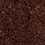 Equatorial forest floor - dno lasu równikowego - obrazek 2