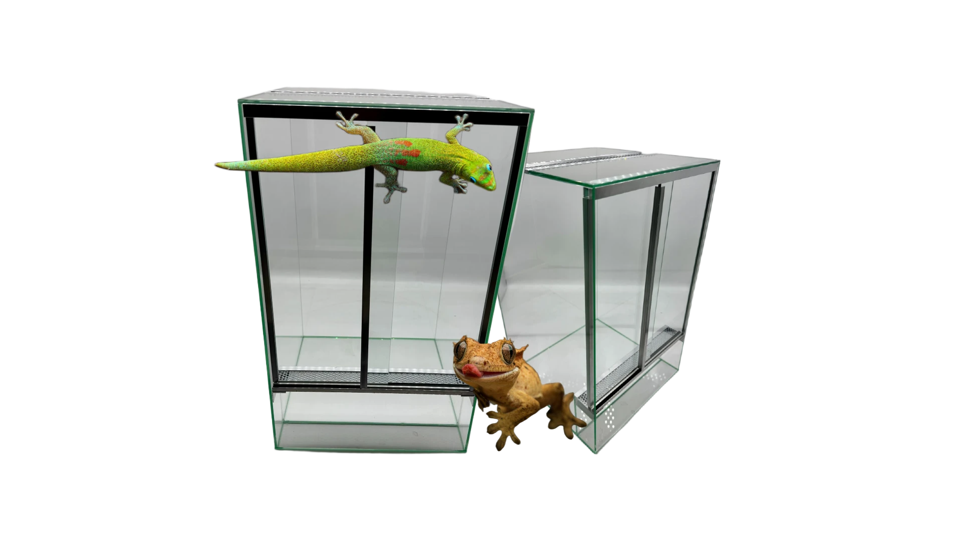 terrarium dla gekona orzęsionego