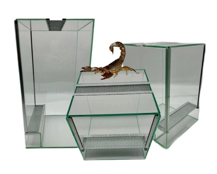 Terrarium dla patyczaków gilotyna z wentylacją Terrarium dla patyczaków terrarium 20x20x20 terrarium 20x20x30 terrarium 20x20x40