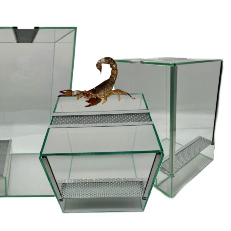 Terrarium dla patyczaków gilotyna z wentylacją Terrarium dla patyczaków terrarium 20x20x20 terrarium 20x20x30 terrarium 20x20x40