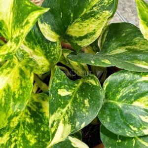 Epipremnum Scindapsus Hicolor
