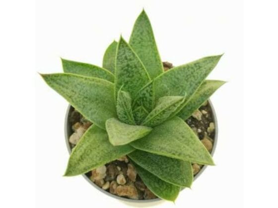 Sukulent Gasteria 'D Tiga roślina do terrarium dla gadów pustynnych - obrazek 2