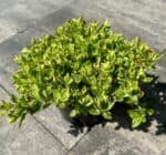 Rozchodnik Kaukaski Spot On Pink na wybieg zewnętrzny lub do terrariów pustynnych - obrazek 2