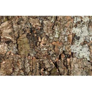 Tło do terrarium z kory dębu Virgin 90/60cm