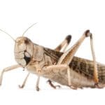 Szarańcza duża dorosła 10szt szarańcze Poznań