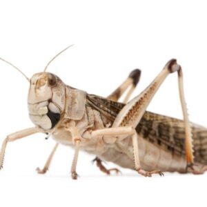 Szarańcza duża dorosła 10szt szarańcze Poznań