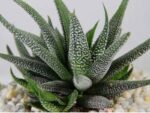 Sukulent Haworthia roślina do terrarium dla gadów pustynnych - obrazek 2