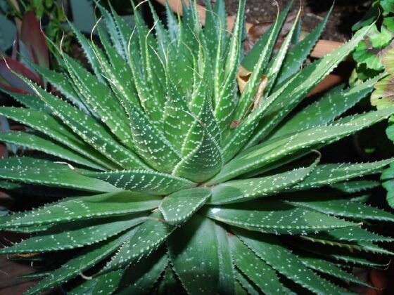 Sukulent Aloe Aristata roślina do terrarium dla gadów pustynnych - obrazek 2