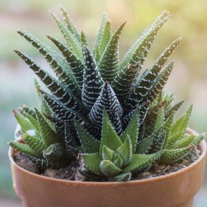 Sukulent Haworthia roślina do terrarium dla gadów pustynnych