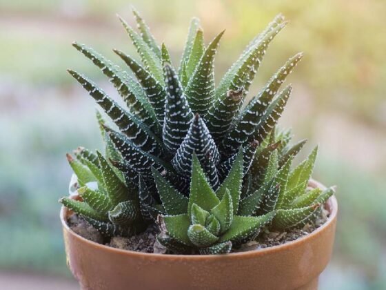 Sukulent Haworthia roślina do terrarium dla gadów pustynnych