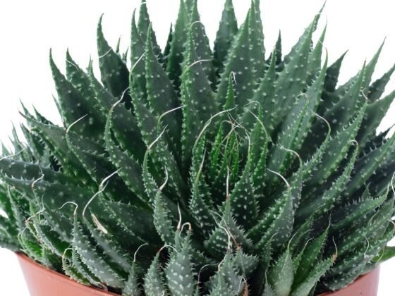 Sukulent Aloe Aristata