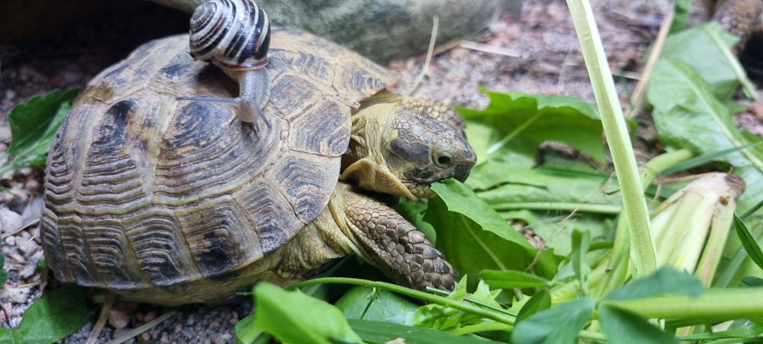 czy żółwie jedzą ślimaki