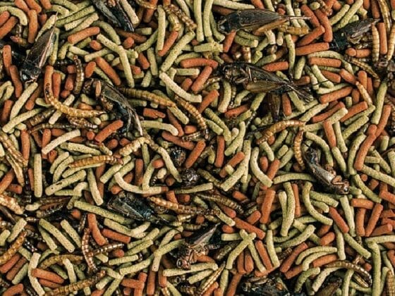 Reptiles Carnivore dla mięsożernych i wszystkożernych gadów 1000ml - obrazek 2