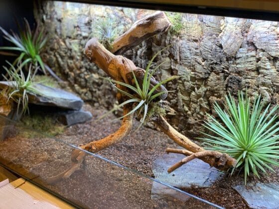 Sukulent Haworthia Fasciata Albino roślina do terrarium dla gadów pustynnych - obrazek 3