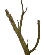 Gałęzie korkowe długie do terrarium 80cm - obrazek 4