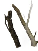 Gałęzie korkowe do terrarium 60cm - obrazek 2