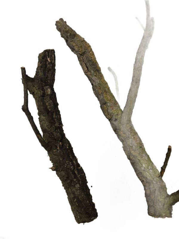 Gałęzie korkowe do terrarium 60cm - obrazek 2