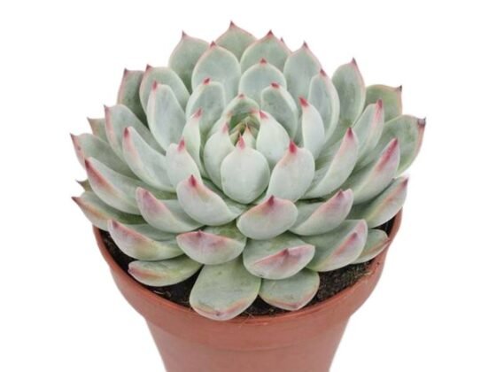 Sukulent Echeveria Chihuahuaensis roślina do terrarium dla gadów pustynnych