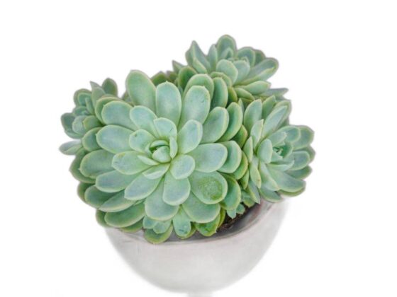 Sukulent Echeveria Elegans