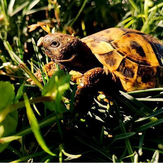 Żółwie greckie testudo hermanni Boettgeri z 2024r.