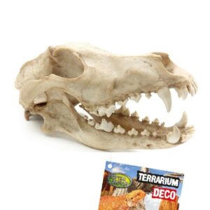Czaszka wilka Kryjówka do terrarium dla gadów rozmiar 27x13x13,5cm