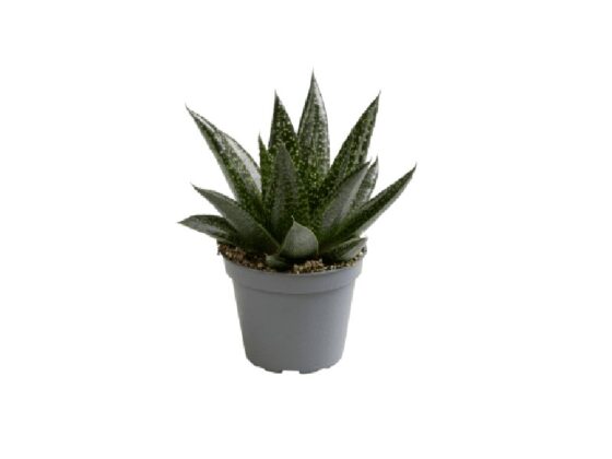 Sukulent Gasteria 'D Nella roślina żywa do terrarium dla gadów pustynnych