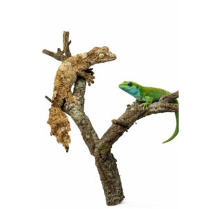 Gałęzie korkowe rozgałęzione do terrarium