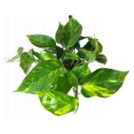 Epipremnum Scindapsus Aureus roślina do terrariów tropikalnych dla gadów