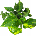 Epipremnum Scindapsus Aureus roślina do terrariów tropikalnych dla gadów