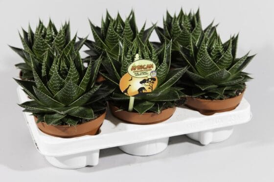Sukulent Aloe Cosmo roślina do terrarium dla gadów pustynnych - obrazek 2