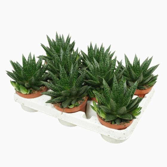 Sukulent Gasteria D due roślina do terrarium dla gadów pustynnych - obrazek 4