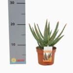 Sukulent Aloe Dannyz roślina do terrarium dla gadów pustynnych - obrazek 2