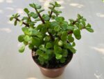 Sukulent Portulacaria Afra roślina do terrarium dla gadów pustynnych - obrazek 2
