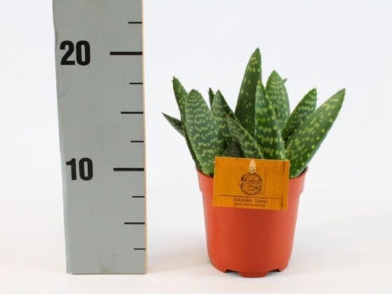 Sukulent Aloe paradisicum roślina do terrarium dla gadów pustynnych - obrazek 2