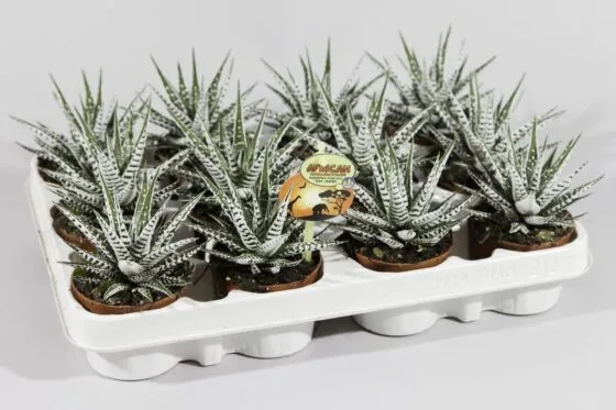 Sukulent Haworthia Fasciata Albino roślina do terrarium dla gadów pustynnych - obrazek 3