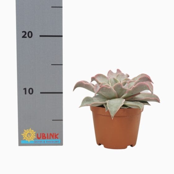 Sukulent Echeveria maradiba roślina do terrarium dla gadów pustynnych - obrazek 3