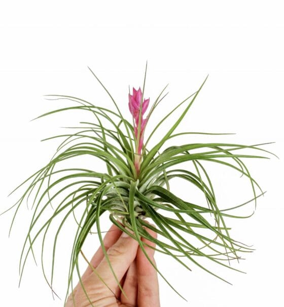 Oplątwa Tillandsia Stricta z kwiatem do terrarium