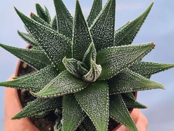 Sukulent Haworthia Concolor roślina do terrarium dla gadów pustynnych - obrazek 2